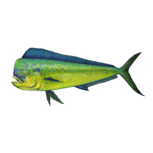 Mahi Mahi
